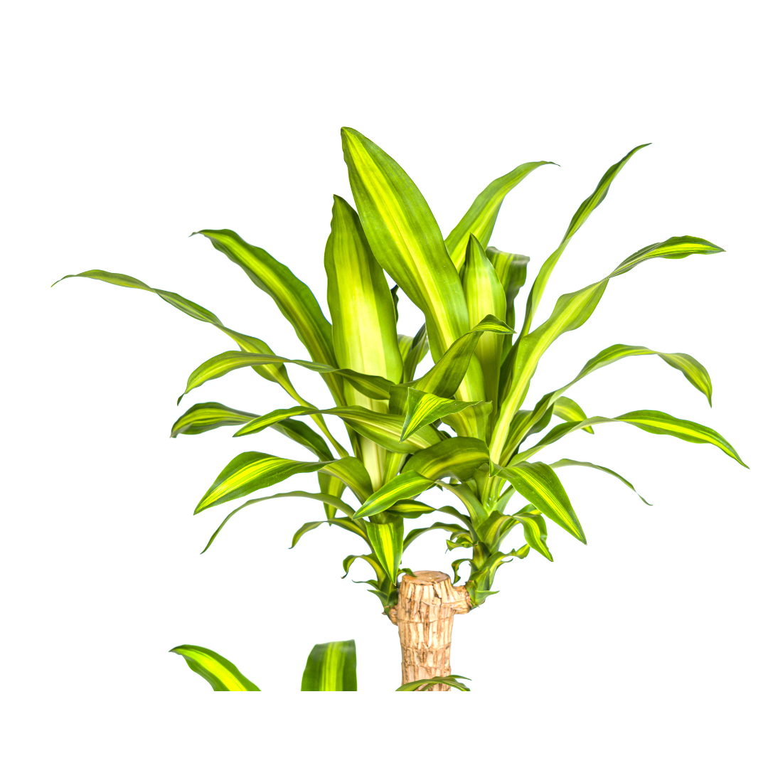 Dracaena Fragrans Massangeana Ø24cm - ↕130 - 150cm