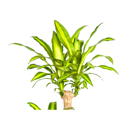 Dracaena Fragrans Massangeana Ø24cm - ↕130 - 150cm