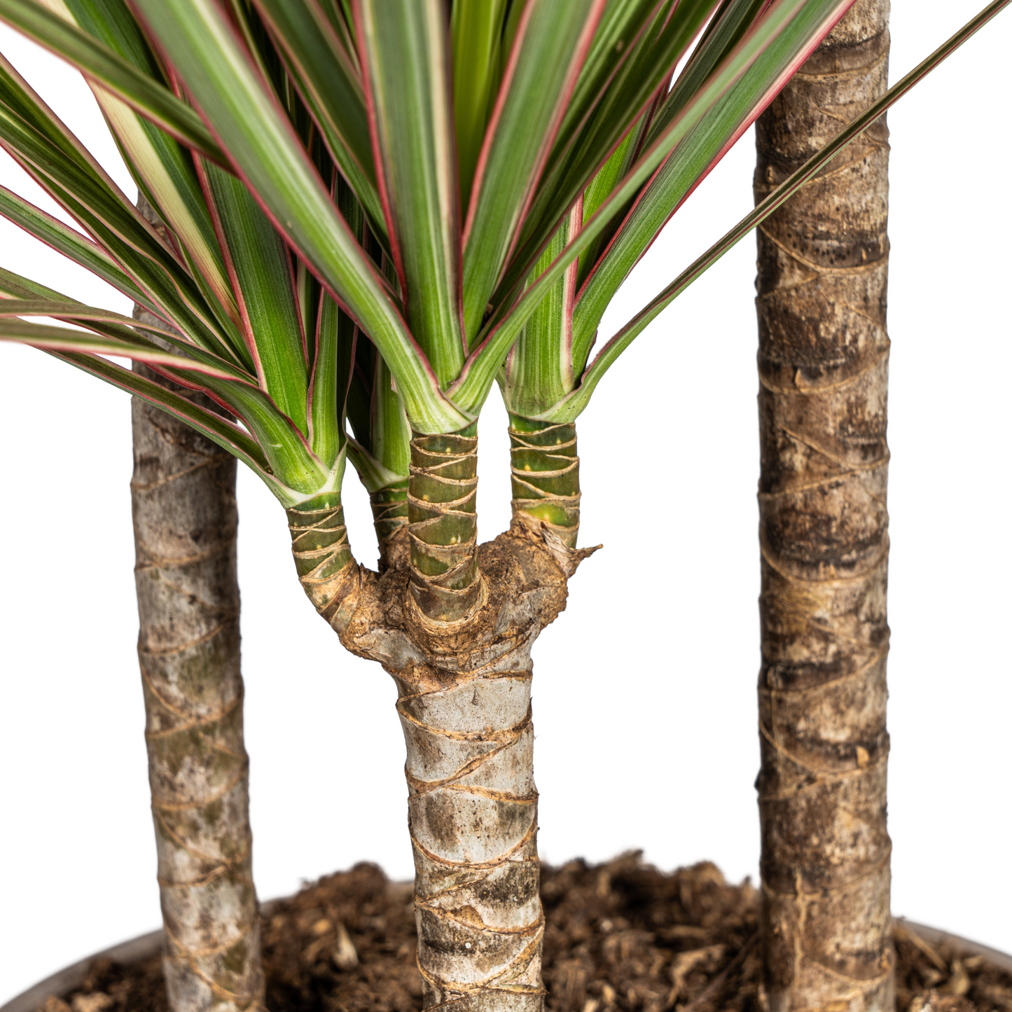 Dracaena Marginata Bicolor Ø21cm - ↕110 - 130cm