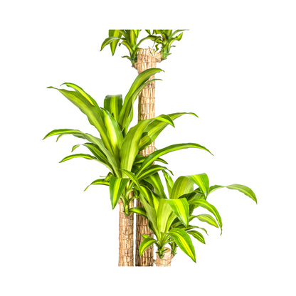 Dracaena Fragrans Massangeana Ø24cm - ↕130 - 150cm