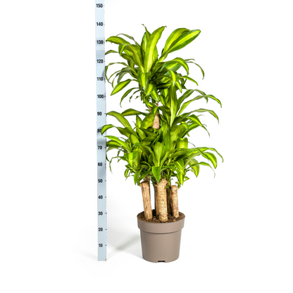 Dracaena Fragrans Massangeana Carrousel Ø30cm - ↕130 - 150cm
