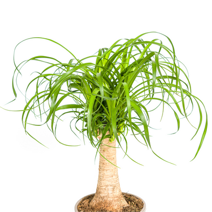 Beaucarnea Recurvata Stam Ø17cm - ↕40 - 60cm