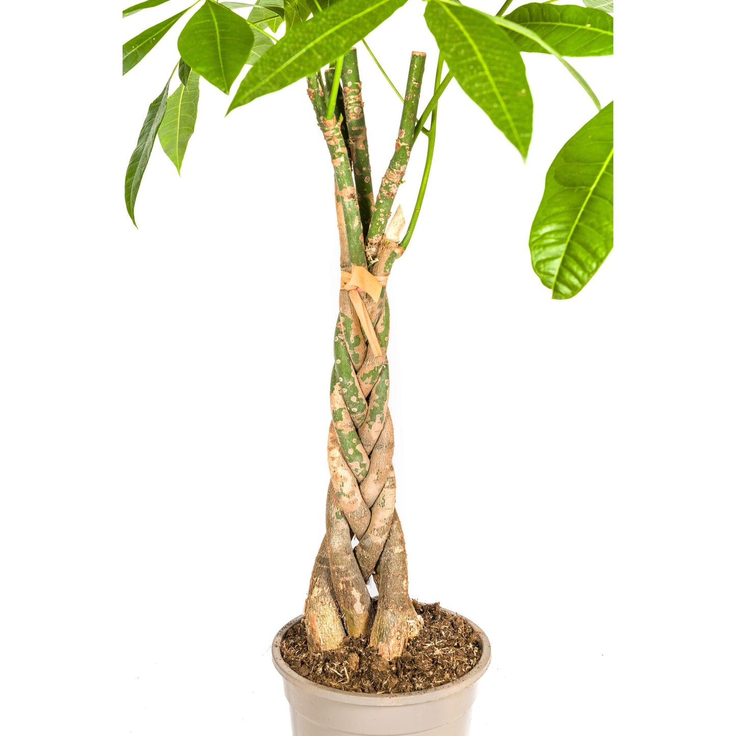 Pachira Aquatica Ø21cm - ↕90 - 110cm