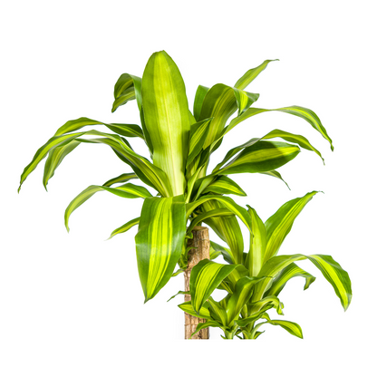 Dracaena Fragrans Massangeana Ø19cm - ↕70 - 90cm