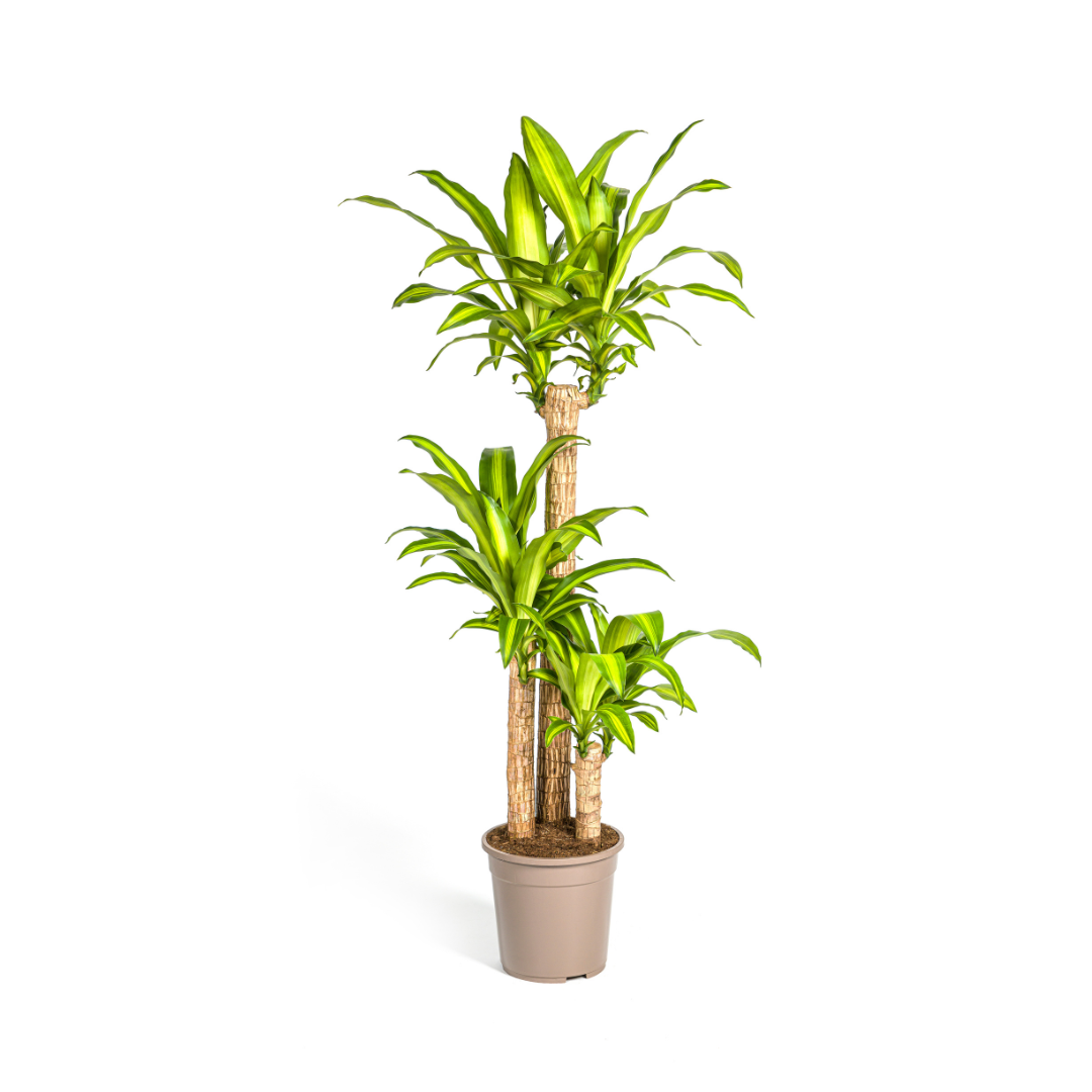 Dracaena Fragrans Massangeana Ø24cm - ↕130 - 150cm