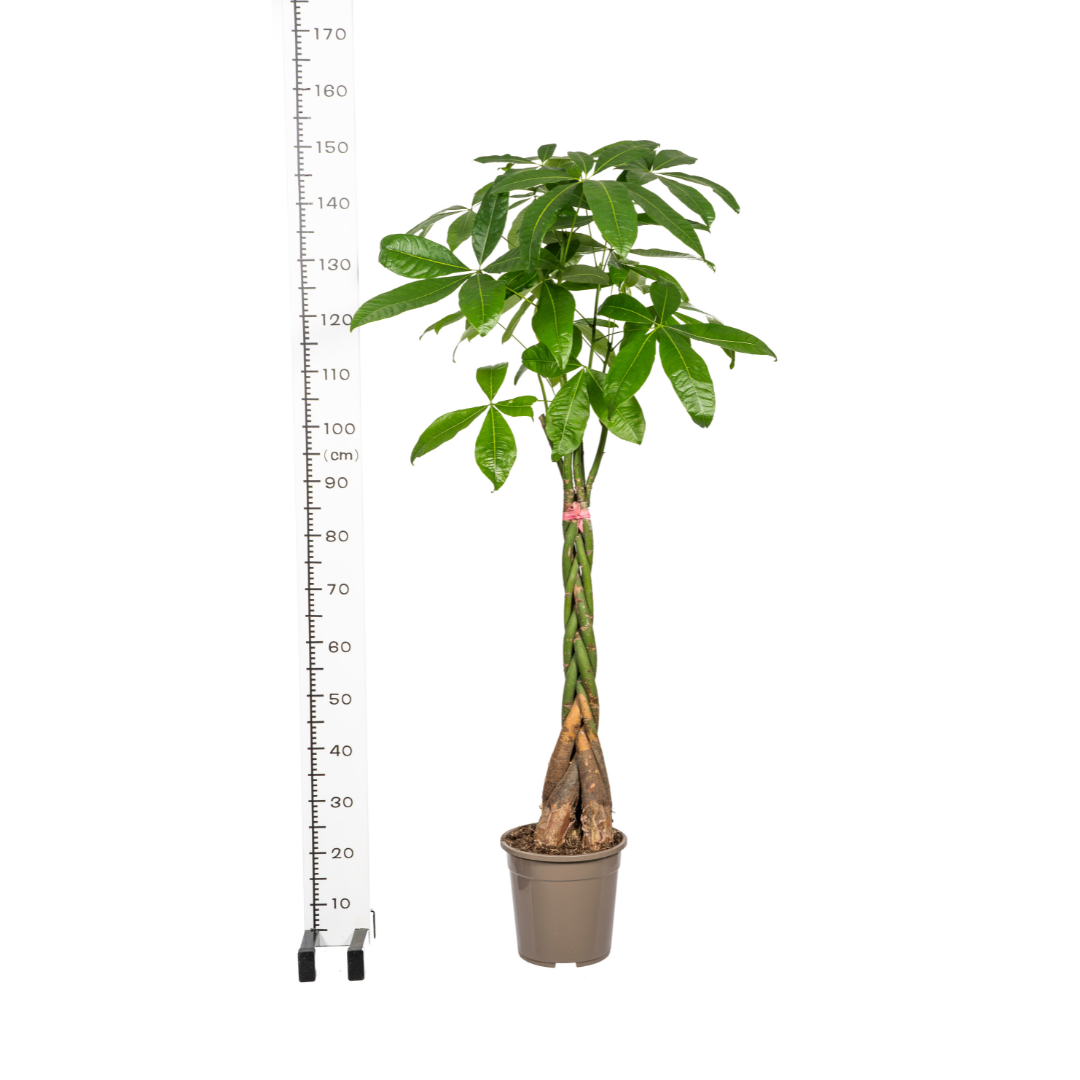 Pachira Aquatica Ø24cm - ↕120 - 140cm