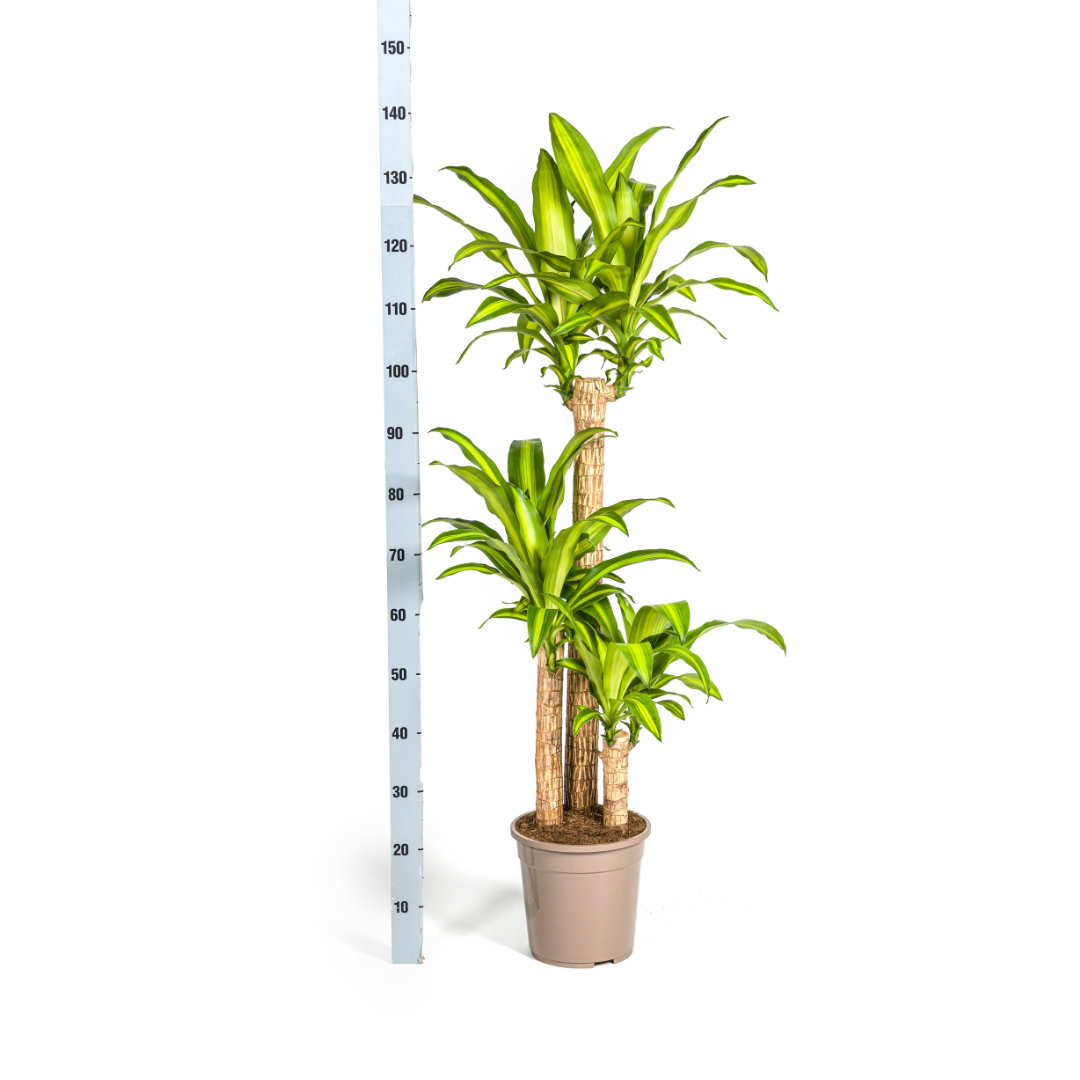 Dracaena Fragrans Massangeana Ø24cm - ↕130 - 150cm