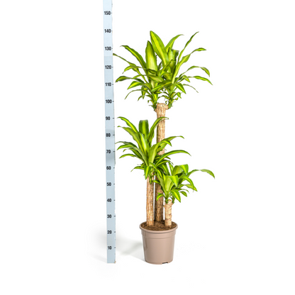 Dracaena Fragrans Massangeana Ø24cm - ↕130 - 150cm