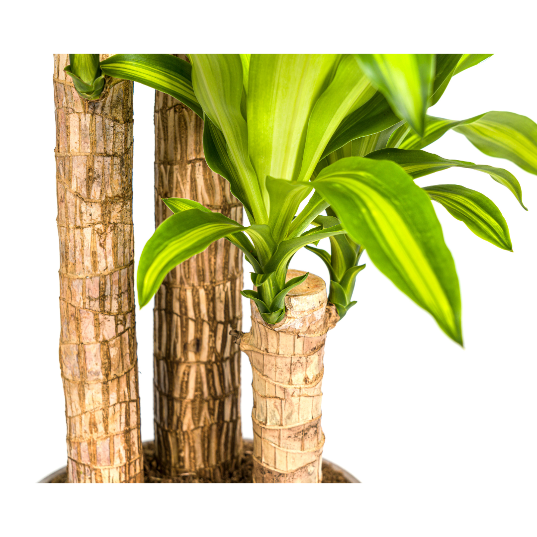 Dracaena Fragrans Massangeana Ø24cm - ↕130 - 150cm