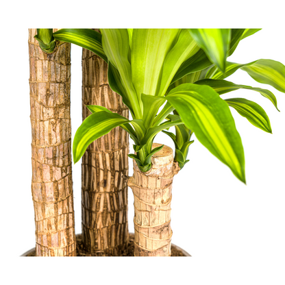 Dracaena Fragrans Massangeana Ø24cm - ↕130 - 150cm